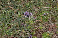 Astragalus tolucanus