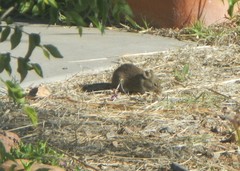 Sigmodon ochrognathus