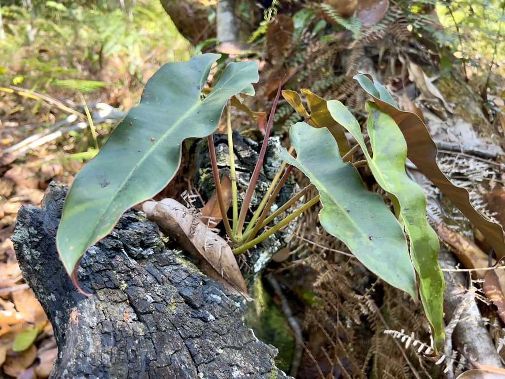 Philodendron atabapoense