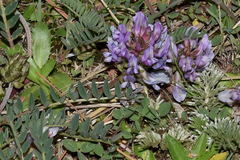 Astragalus tolucanus