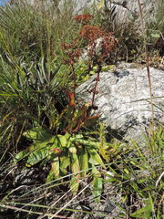 Crassula alba