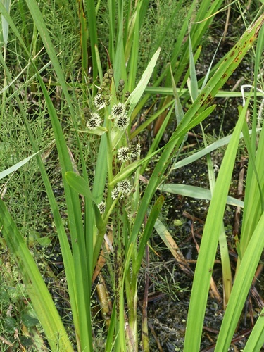 Branched bur-reed (Sparganium erectum)
