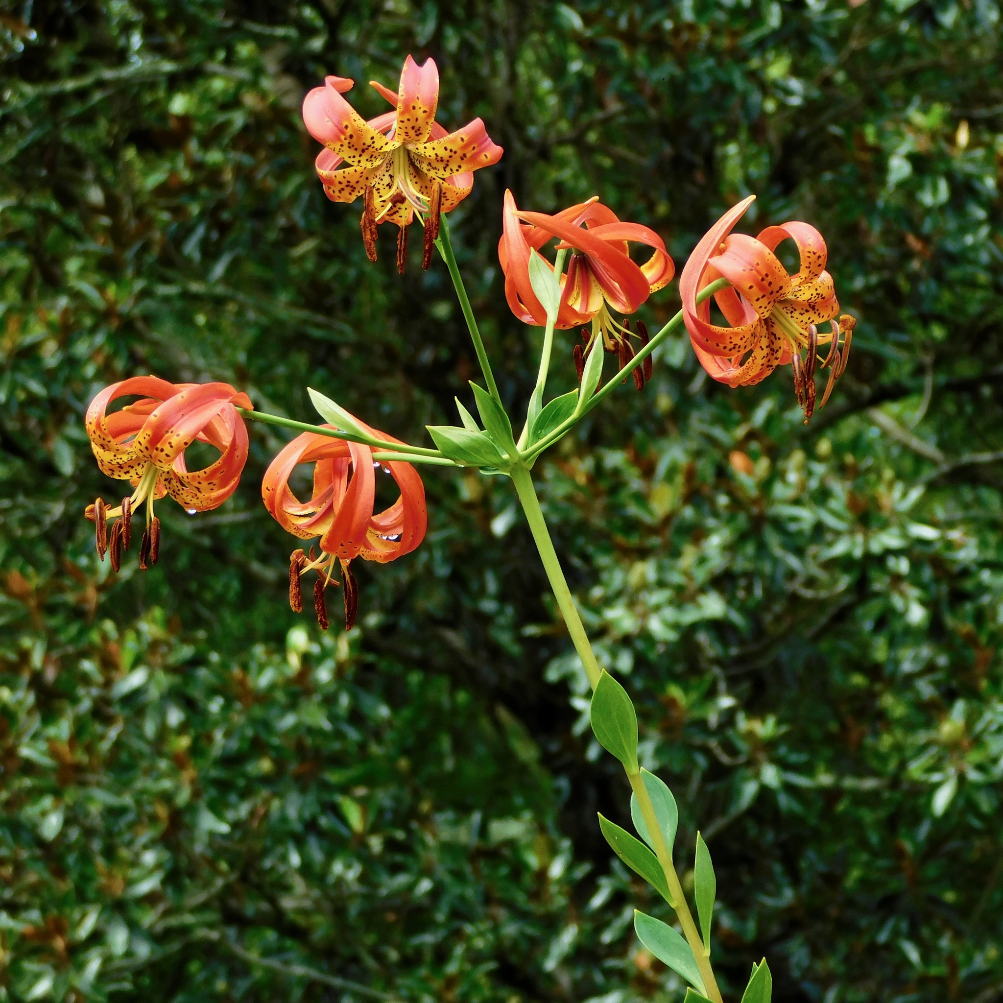 Lilium pyrophilum