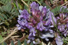 Astragalus tolucanus