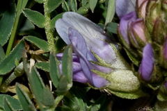 Astragalus tolucanus