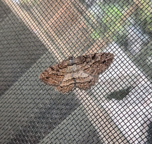 Brown-lined Looper photo 5
