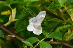 Scopula floslactata