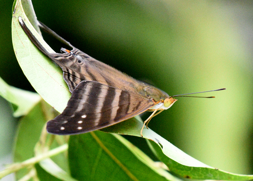 Many-banded Daggerwing