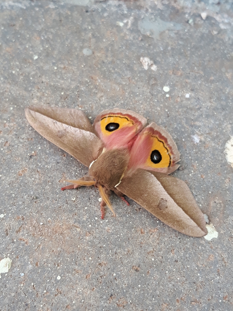 Automeris ovalina