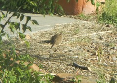 Sigmodon ochrognathus