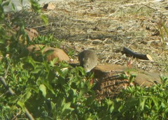 Sigmodon ochrognathus