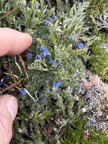 Image of Eritrichium argenteum by (c) Whitney Brook Matson, some rights reserved (CC BY)