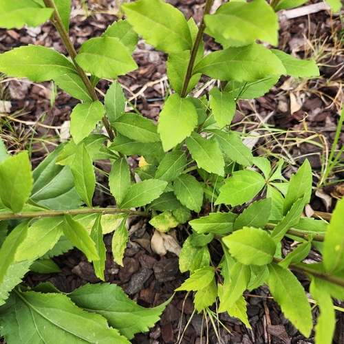 Image of Solidago brachyphylla by no rights reserved