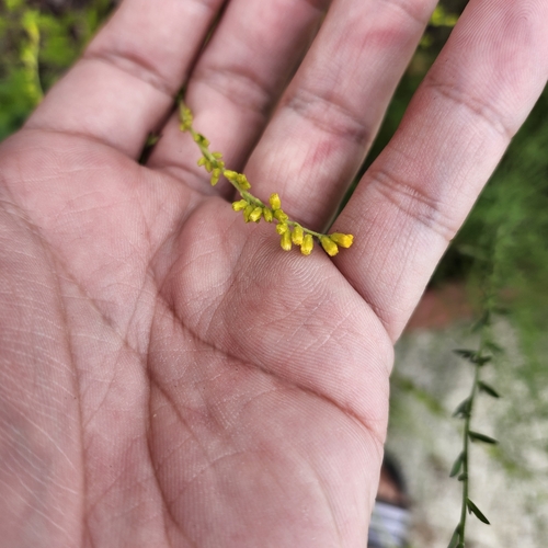 Image of Solidago brachyphylla by no rights reserved
