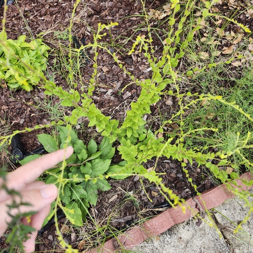 Image of Solidago brachyphylla by no rights reserved