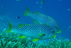 Plectorhinchus lineatus