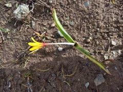 Colchicum luteum