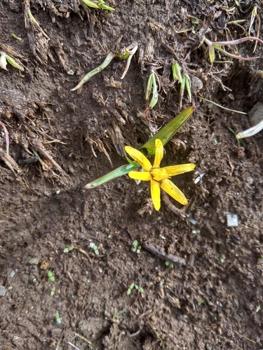 Image of Colchicum luteum by (c) Maxim Shashkov, some rights reserved (CC BY)