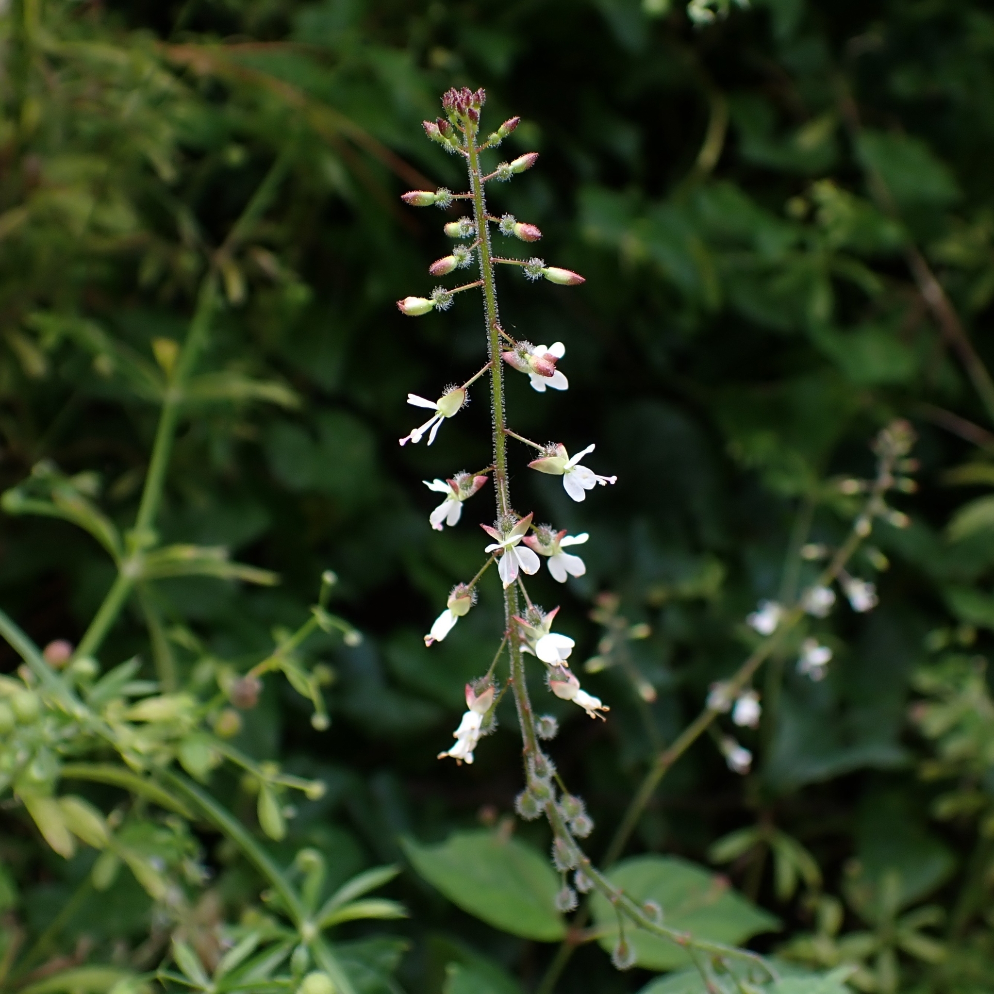 Circaea lutetiana