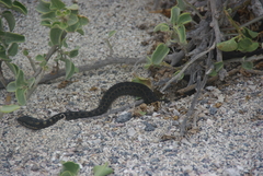 Pseudalsophis occidentalis