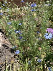Nigella damascena