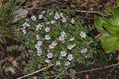 Phacelia platycarpa