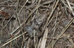 Nomophila corticalis