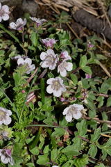 Phacelia platycarpa