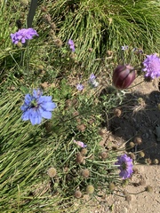 Nigella damascena