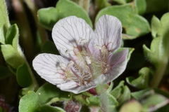 Phacelia platycarpa