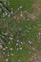 Phacelia platycarpa