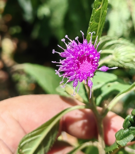 Stramentopappus
