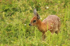 Cape Grysbok photo 2