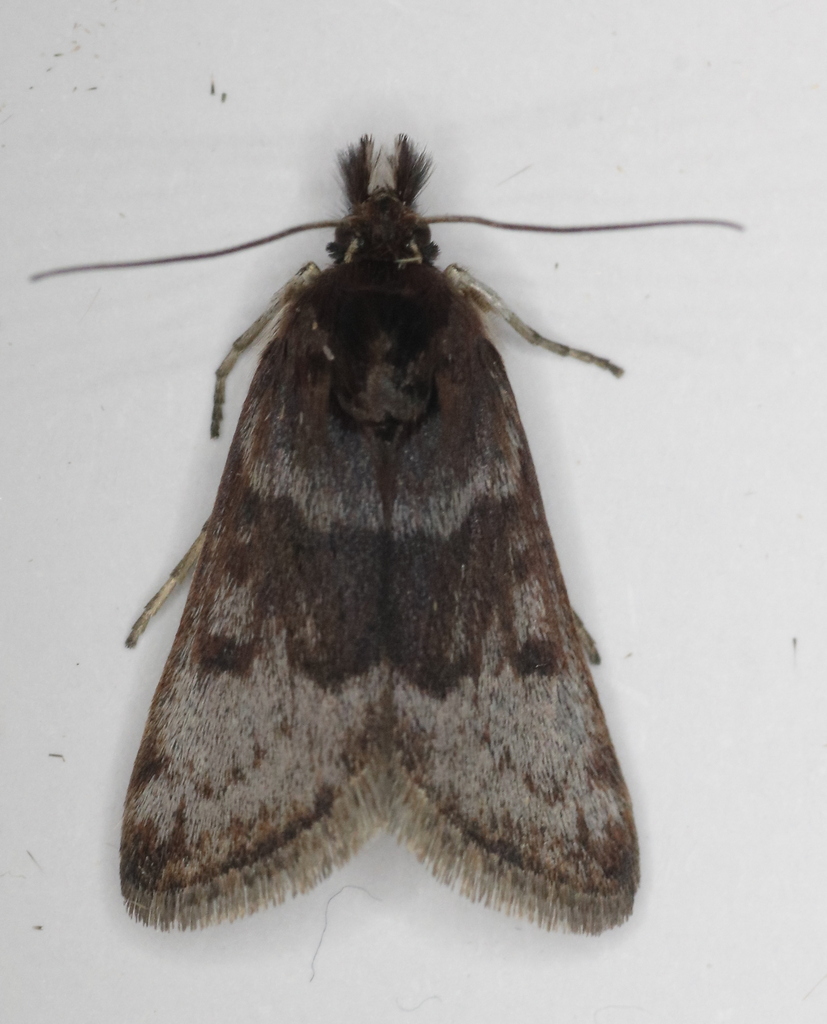 Loxostege ephippialis