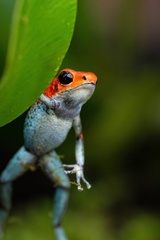 Granular Poison Frog photo 5