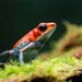 Granular Poison Frog - Photo (c) cello caruso-turiello, some rights reserved (CC BY), uploaded by cello caruso-turiello