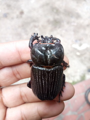 Phileurus