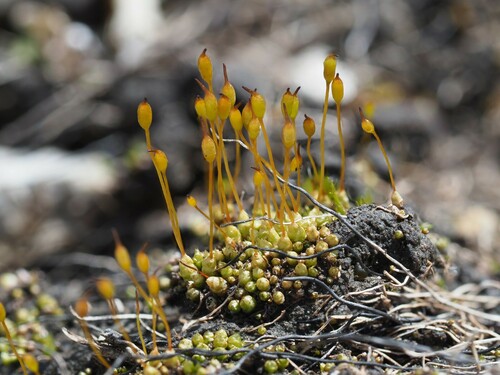 Stegonia latifolia