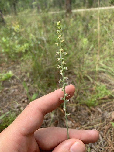 Image of Schoenocaulon dubium by no rights reserved