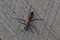 Podalonia tydei suspiciosa