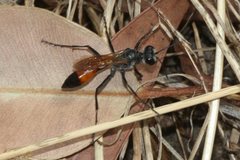 Podalonia tydei suspiciosa