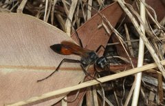 Podalonia tydei suspiciosa