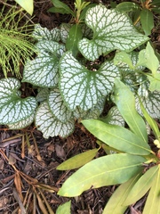 Brunnera
