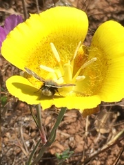 Heliothodes diminutiva