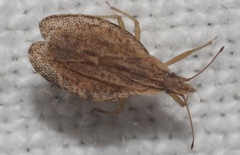 Cantacader quadricornis