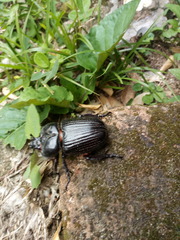 Phileurus