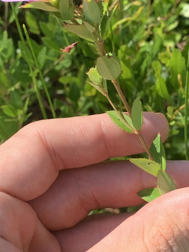 Image of Rhexia petiolata by no rights reserved
