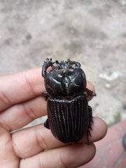 Phileurus