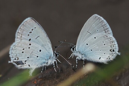 Eastern Short-tailed Blue