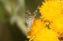 Austrotephritis pelia